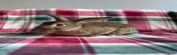 Mixed Breed rabbits for sale: Mini Lop x Standard Rex Rabbits [Ready to Leave] - Advert 2