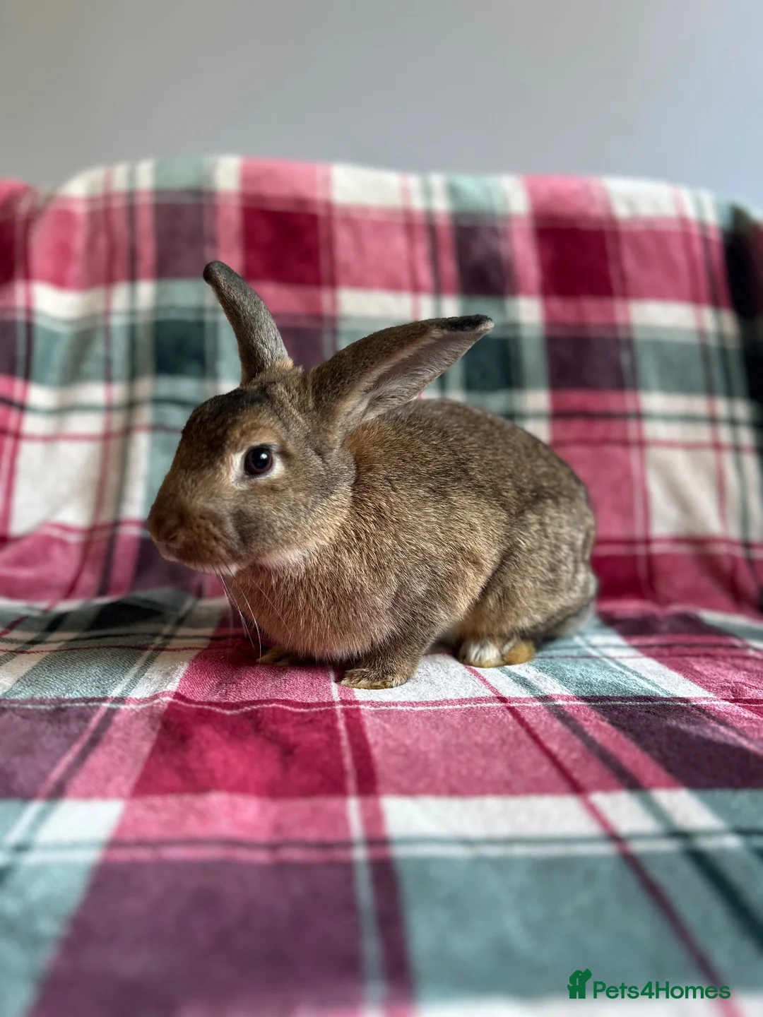 Mixed Breed rabbits for sale: Mini Lop x Standard Rex Rabbits [Ready to Leave] - Advert 2