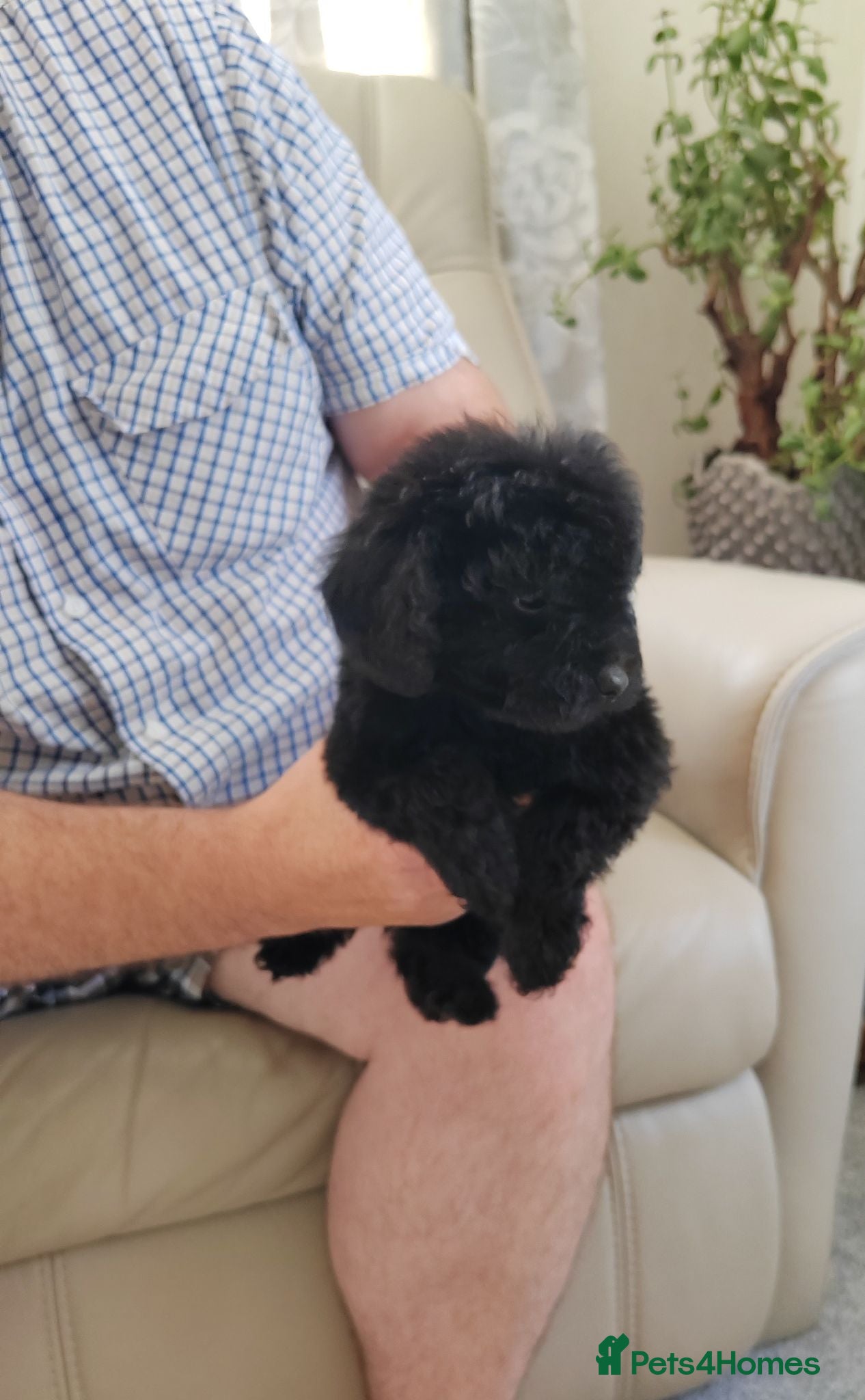 Cavapoo dogs DNA TESTED PARENTS & GRANDPARENTS TOY CAVAPOO   - Advert 2