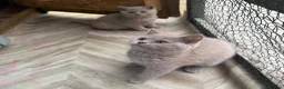 British Shorthair cats for sale: Lilac BSH  GCCF Boys  - Advert 7