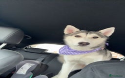 Siberian Husky dogs for sale: Beautiful Husky Needs a Loving Home  - Image 2