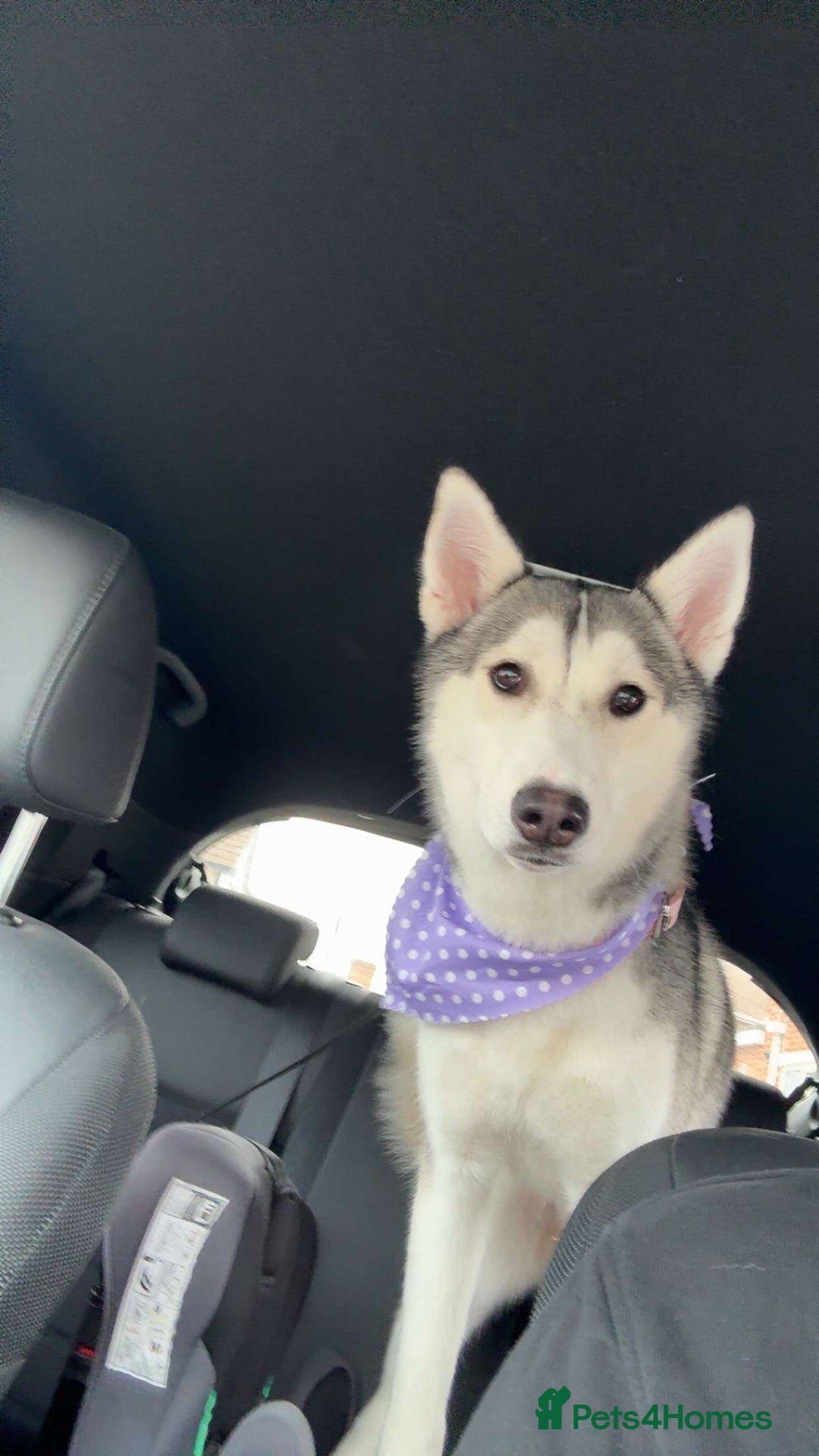 Siberian Husky dogs for sale: Beautiful Husky Needs a Loving Home  - Image 2