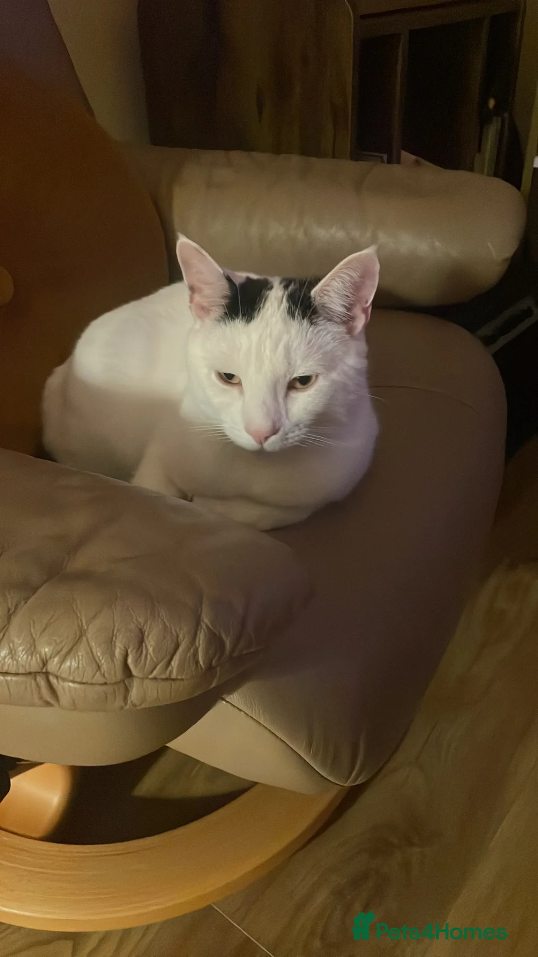 Mixed Breed cats for sale: Beautiful family cat - Milo  in Bicester - Advert 2