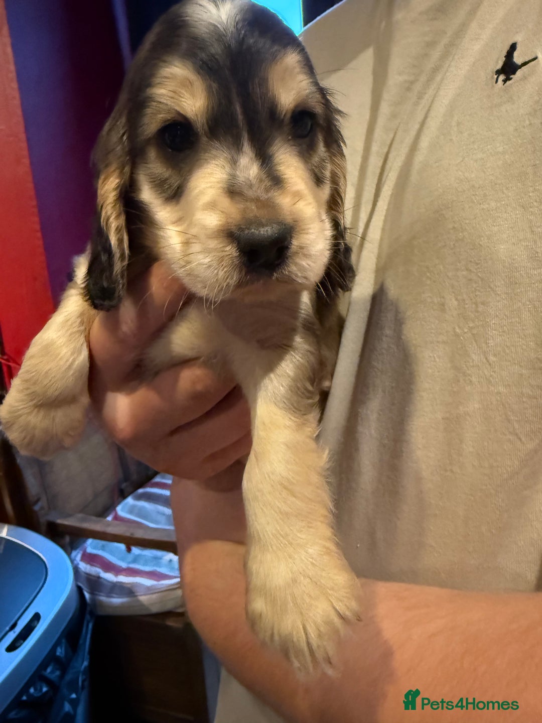 Cocker Spaniel dogs for sale: Wonderful show type cocker spaniels - Image 19