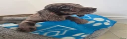 Cocker Spaniel dogs for sale: Gorgeous Working Type Cocker Spaniels - Advert 2