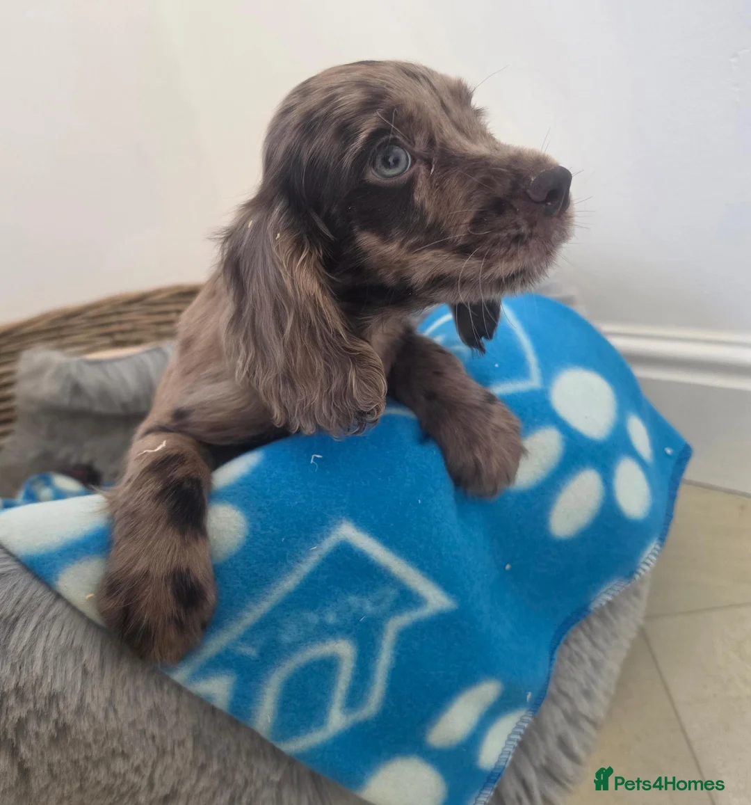 Cocker Spaniel dogs for sale: Gorgeous Working Type Cocker Spaniels - Advert 2