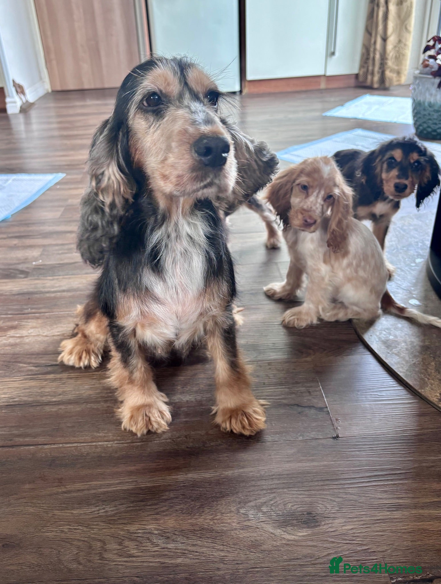 Cocker Spaniel dogs Last 2 little show cocker spaniel pups  - Advert 2