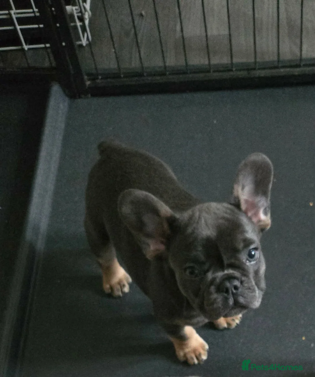 French Bulldog dogs for stud: 🔥 TINY VELVET BOY FOR STUD 🔥  - Advert 12