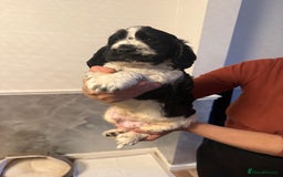 Cocker Spaniel dogs for sale: Show Type Cocker Spaniels - 3 colours available! - Image 8
