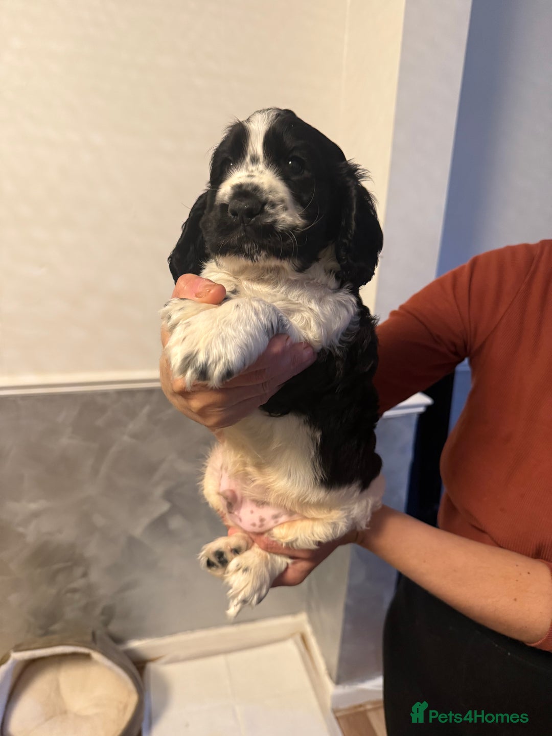 Cocker Spaniel dogs for sale: Show Type Cocker Spaniels - 3 colours available! - Image 8