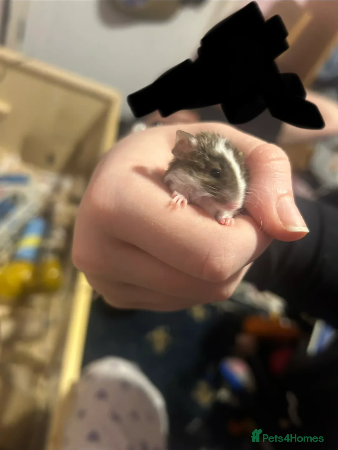 Mouse rodents for sale: Beautiful Fancy mouse boy in Romford - Advert 2