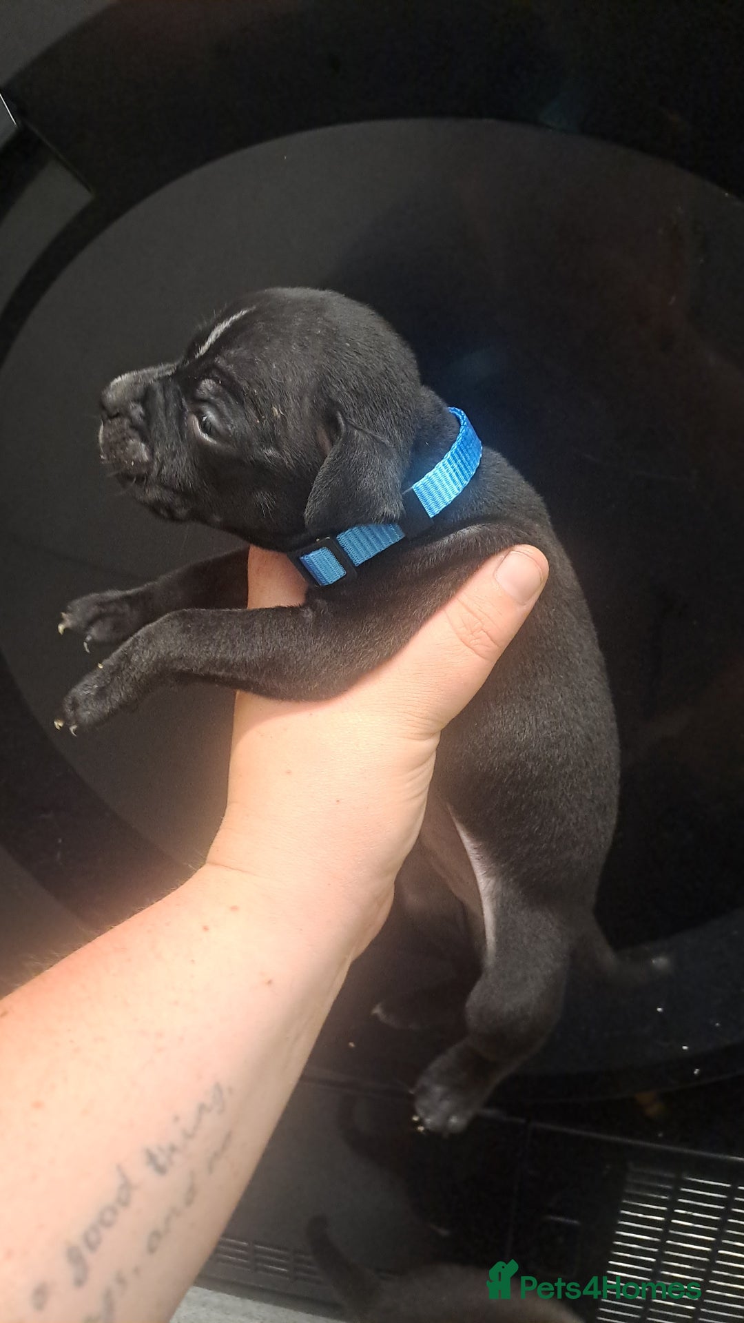 Staffordshire Bull Terrier dogs for sale: Staffordshire bull terrier puppies  - Image 12