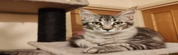 Maine Coon cats for sale: Lovely maine coon kittens - Advert 10