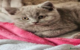 British Shorthair cats for sale: 2 British short hair boys  - Advert 9
