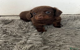 Dachshund dogs for sale: 2 Boy fluffy Dachshund puppys - Image 1