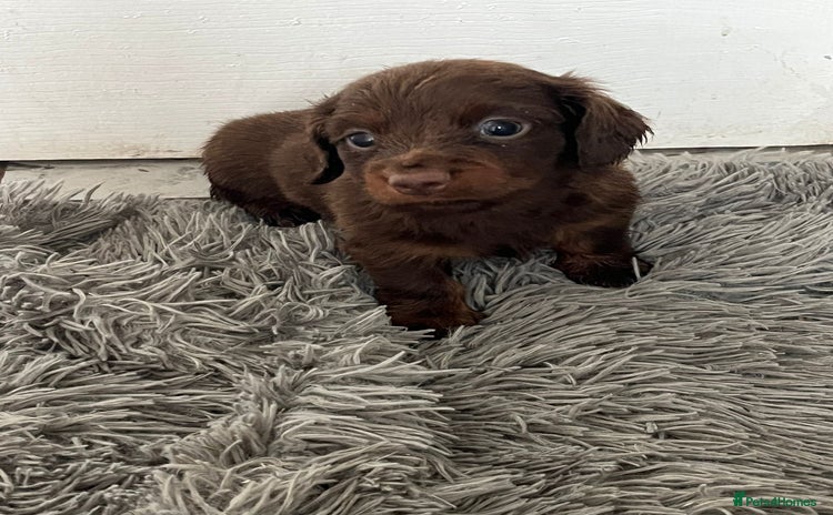 Dachshund dogs - Advert 9