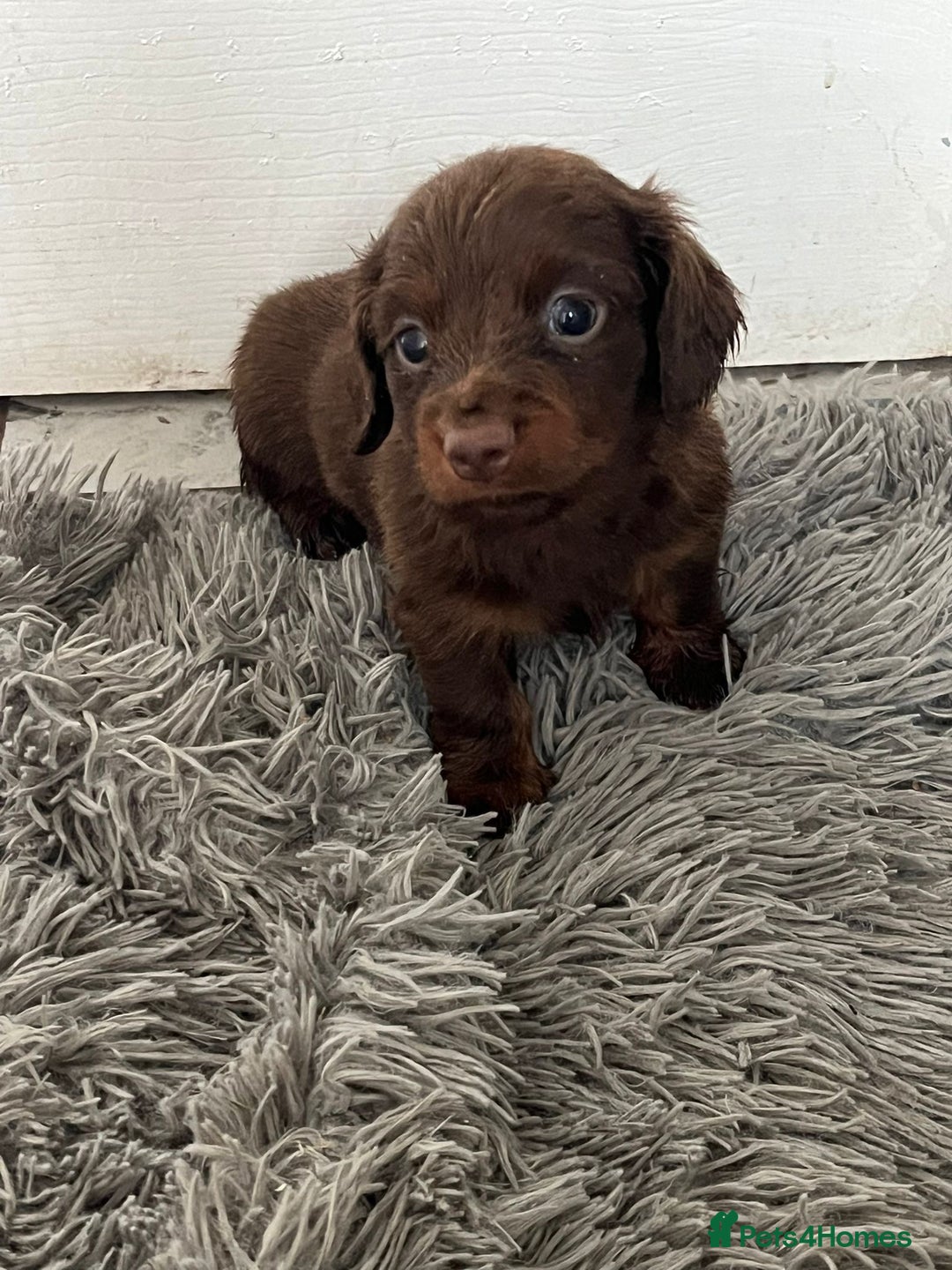 Dachshund dogs for sale: 2 Boy fluffy Dachshund puppys - Image 1
