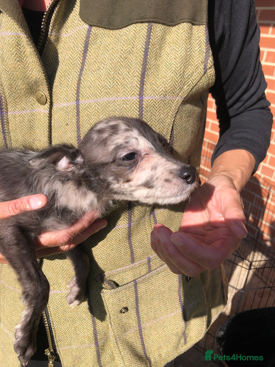 Mixed Breed dogs for sale: Bedlington terrier pups X poodle  - Image 11