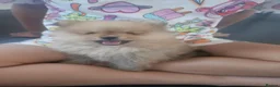 Pomeranian dogs for sale:  Pomeranian Teddy Face Russian  - Advert 16