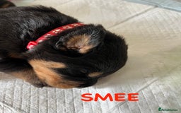 Rottweiler dogs for sale: Family bred and loved Rottweiller puppies - Image 13