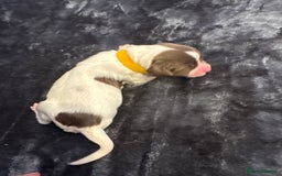 English Springer Spaniel dogs for sale: KC Quality English Springer Spaniels - Image 23