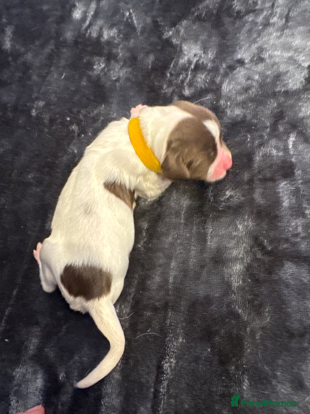 English Springer Spaniel dogs for sale: KC Quality English Springer Spaniels - Image 23