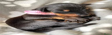 Dobermann 12