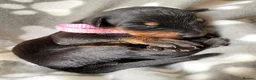 Dobermann dogs for sale: KC REGISTERED DOBERMAN PUPPIES - Advert 27