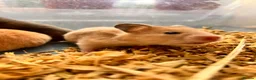 Hamster rodents for sale: Syrian hamster babies in Andover - Advert 3