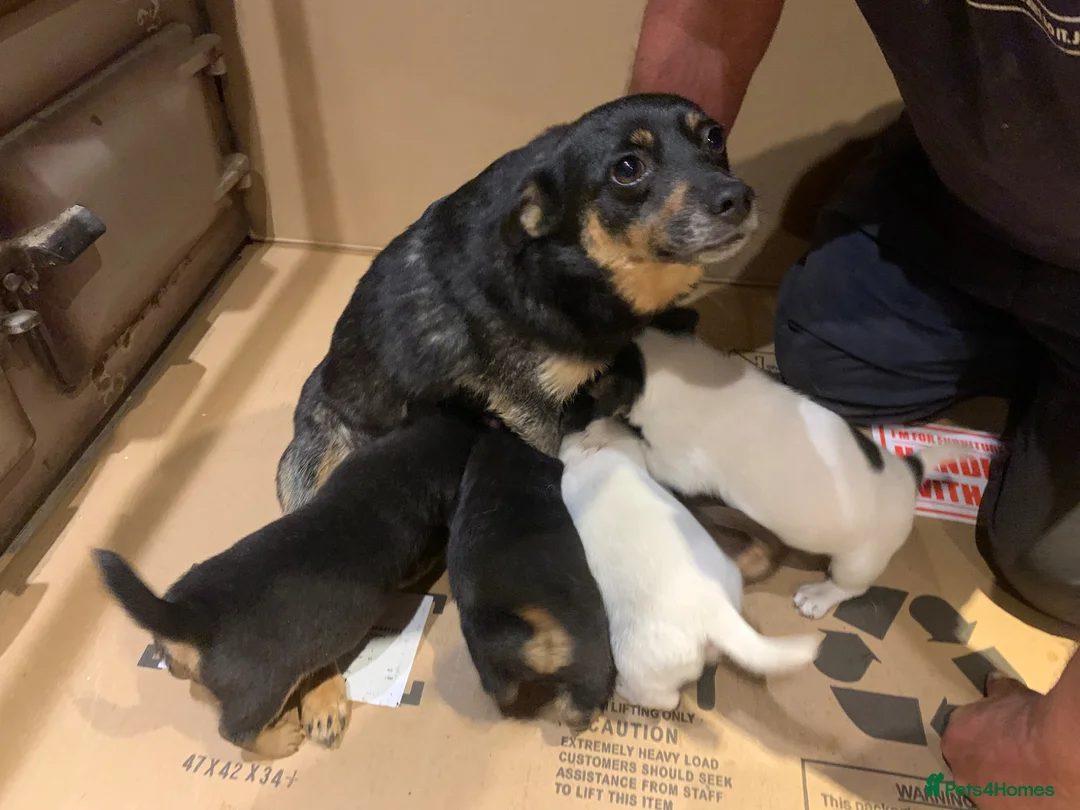 Jack Russell dogs for sale: 5 stunning playful jack Russels - Advert 1