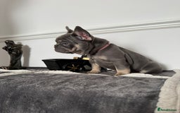 French Bulldog dogs for sale: Kc Registered 5 Generation Pedigree Quality  - Image 16