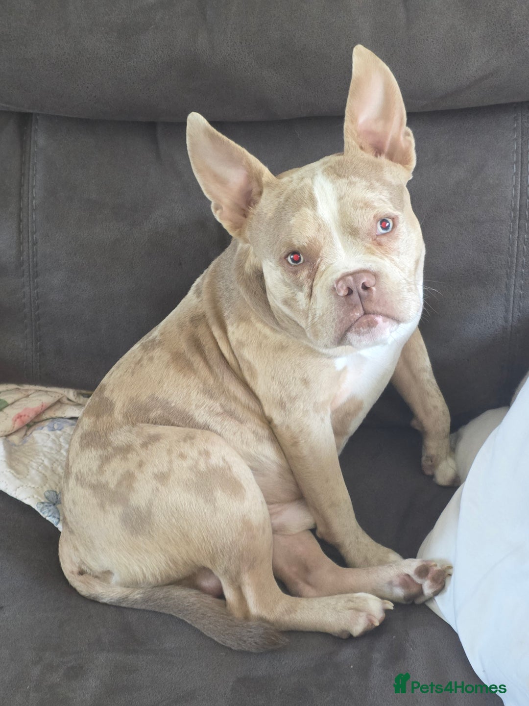 American Bully dogs for stud: Stud male  - Image 6