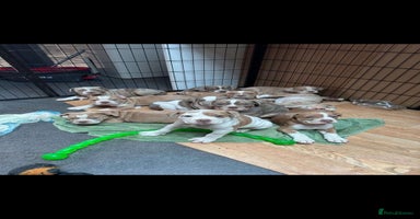 Olde English Bulldogge dogs in Epping - Advert 7