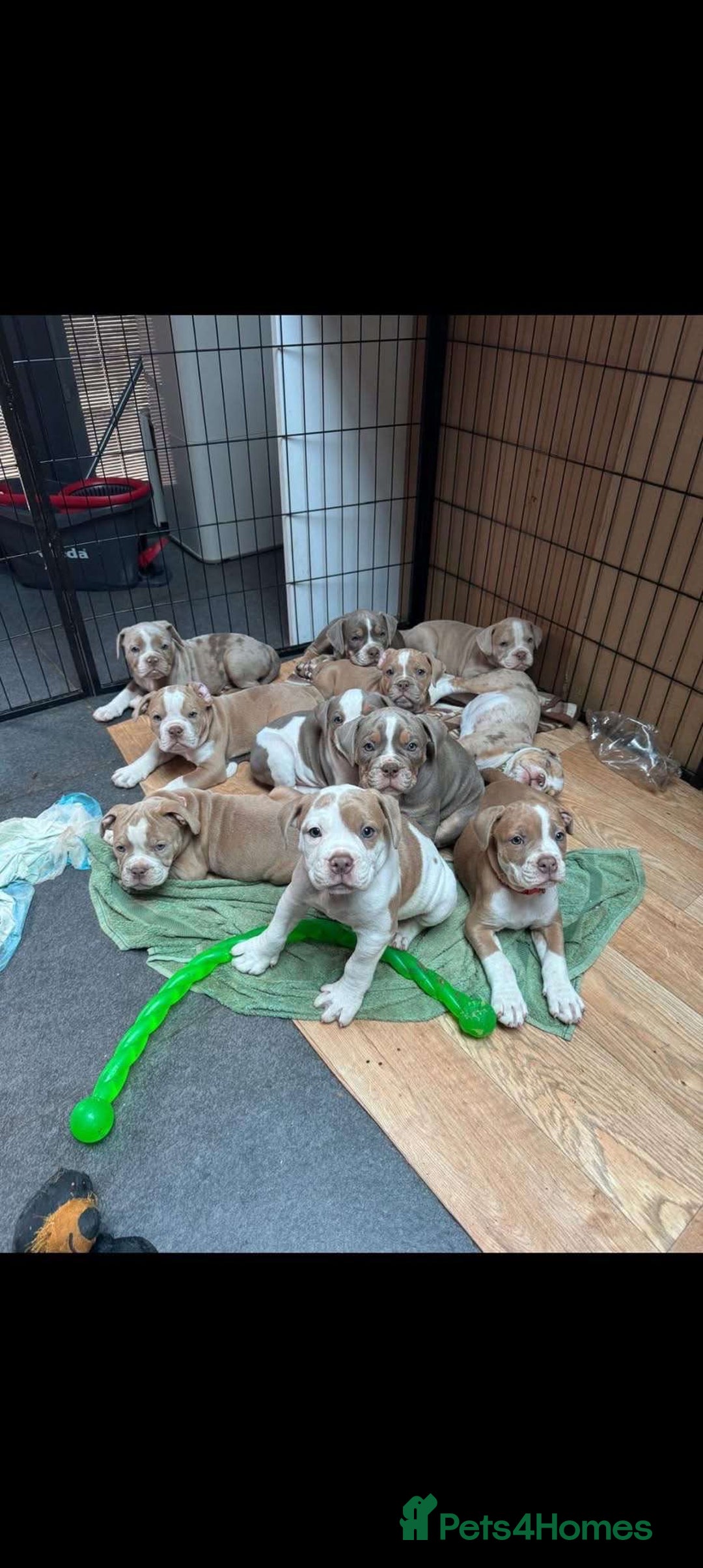 Olde English Bulldogge dogs for sale: OLDE ENGLISH BULLDOGGE PUPPIES in Epping - Image 2