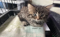 British Longhair cats for sale: Gorgeous Long Hair Tabby's - Ready 25/10/25 - Image 5