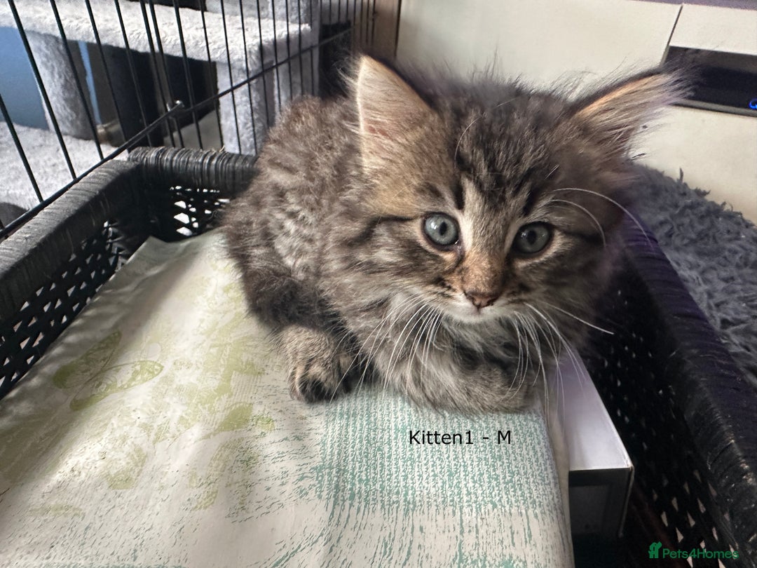 British Longhair cats for sale: Gorgeous Long Hair Tabby's - Ready 25/10/25 - Image 5