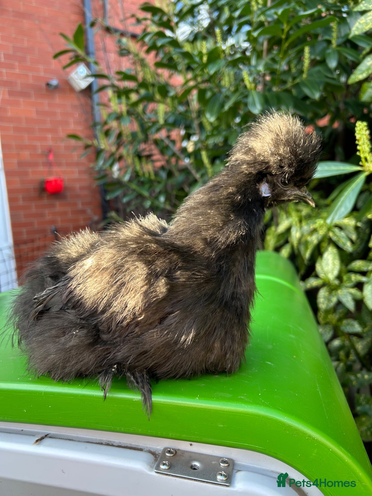 Chickens poultry POL Black Bantam Uk Silkie Hen - Advert 1