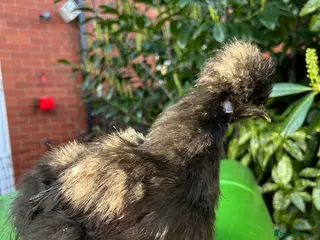 Chickens poultry POL Black Bantam Uk Silkie Hen - Advert 1