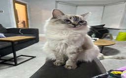 Ragdoll cats for sale: 7 beautiful seal/lynx point ragdoll kittens - Image 21