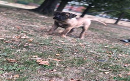 Presa Canario dogs for sale: I selling presa canario  - Image 2