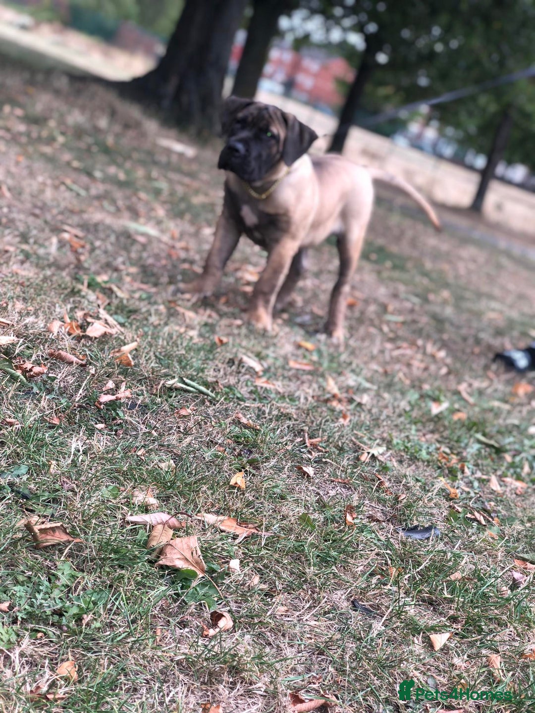 Presa Canario dogs for sale: I selling presa canario  - Image 2