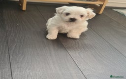 Bichon Frise dogs for sale: 4 boys and 1 girl. - Image 8