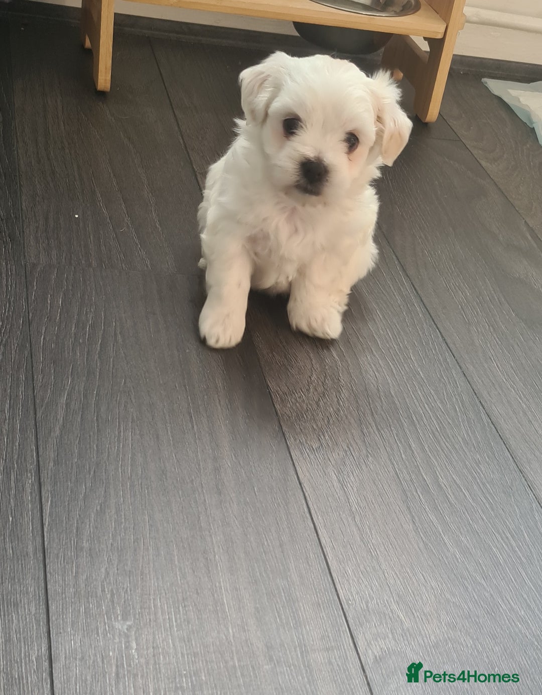Bichon Frise dogs for sale: 4 boys and 1 girl. - Image 8