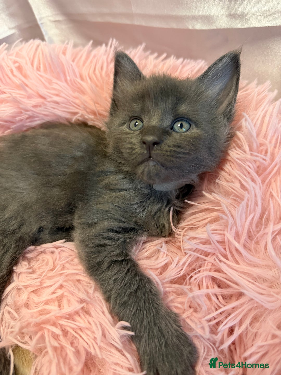 Maine Coon cats for sale: TICA REGISTERED MAINE COON KITTENS - Advert 15