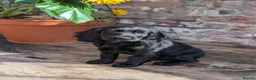 Cocker Spaniel dogs for sale: Cocker spaniels – Ready now 2 boys + 1 girl. - Advert 14