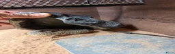 Leopard Gecko reptiles for sale: Leopard gecko stunning with complete setup in Preston - Advert 7