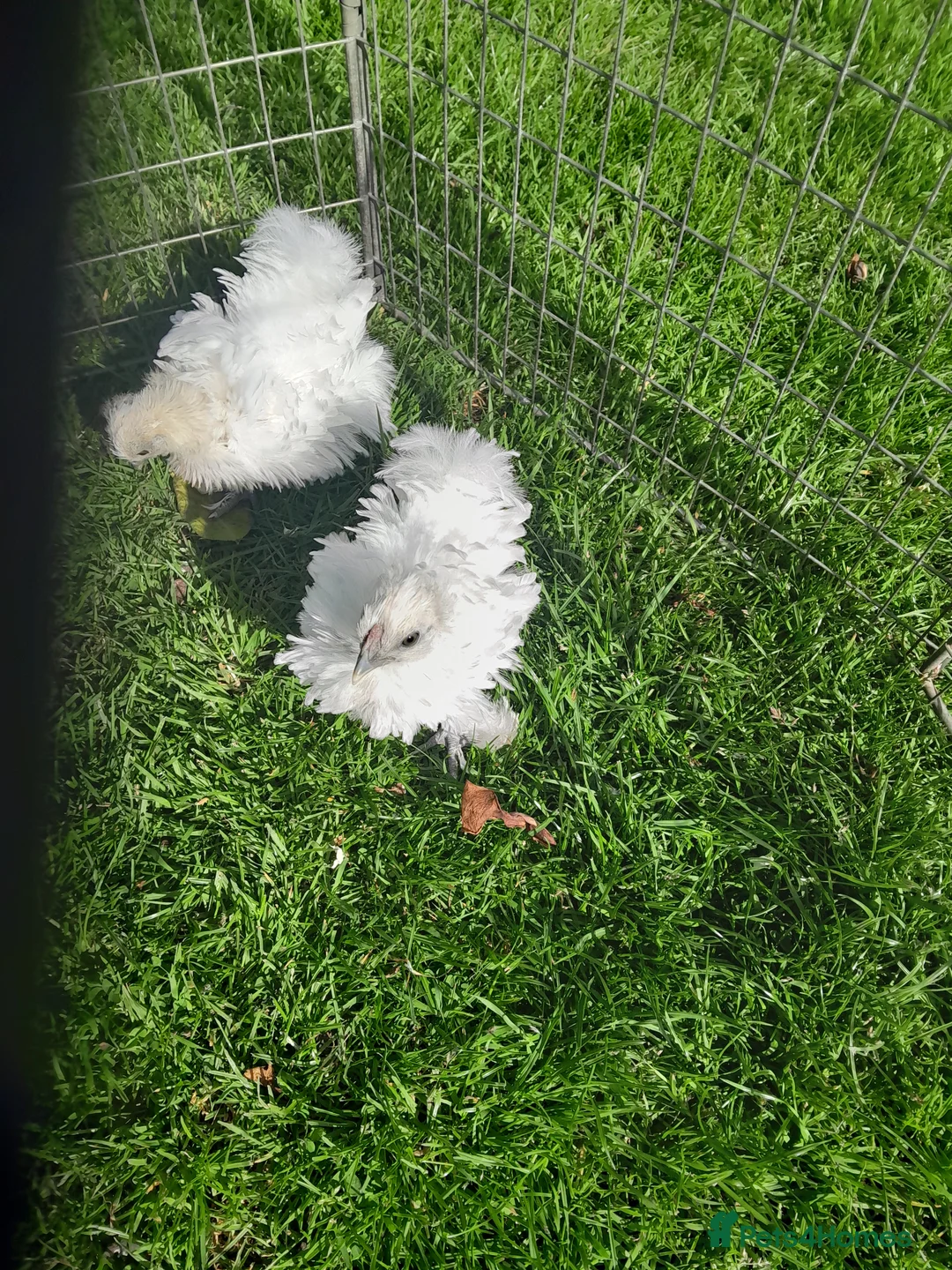 Chickens poultry for sale: Rare and beautiful frizzled silkie chicks £15 each - Advert 2
