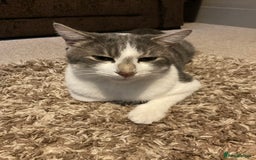 Domestic Shorthair cats for sale: Milo  - Image 2
