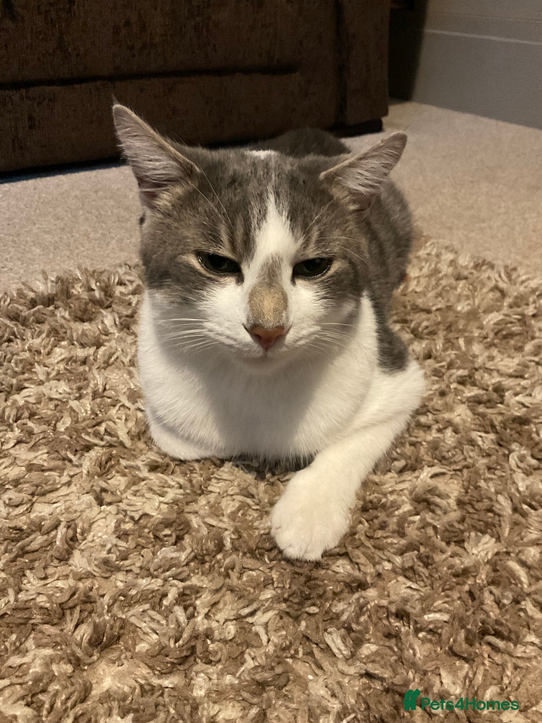 Domestic Shorthair cats for sale: Milo  - Image 2