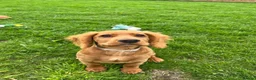 Cocker Spaniel dogs for sale: KC REGISTERED WORKING COCKER PUPPY  - Advert 8